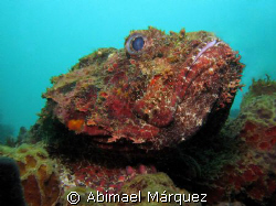 Scorpionfish by Abimael Márquez 